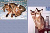 Cathie & Donny's Neko & Max (Then and Now)
